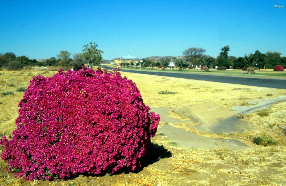 Vor Tsumeb.