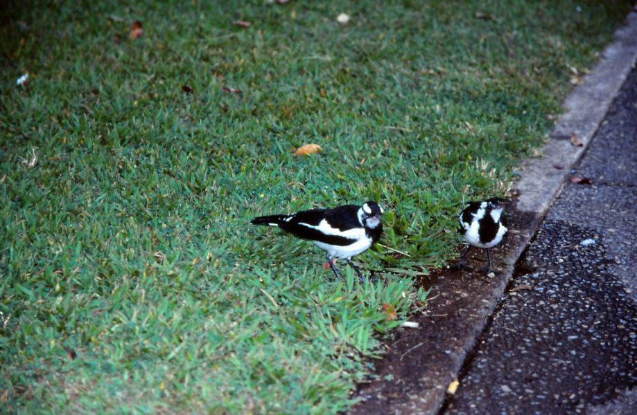 Magpies beim Morgentrunk.