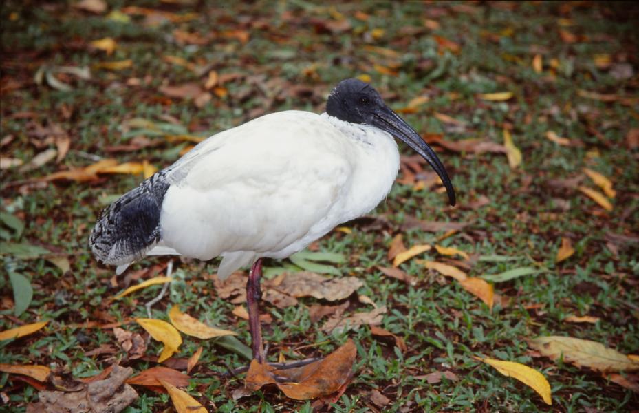 Weißer Ibis.