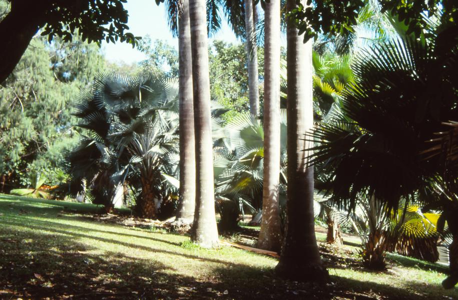 Botanischer Garten von Darwin.