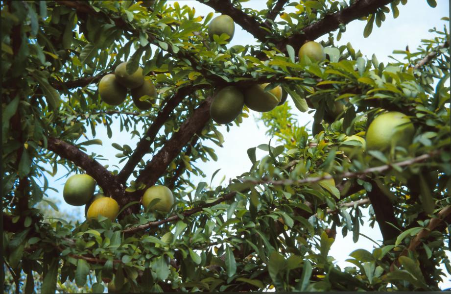 Mangobaum