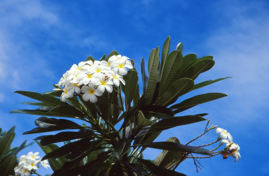 Tempelblume