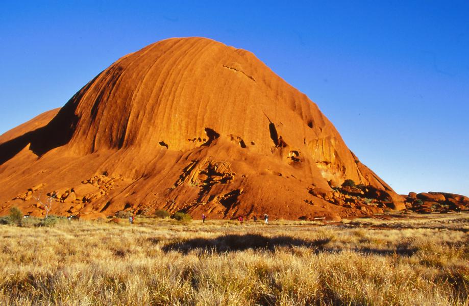 Gräser bedecken die Landschaft um den Uluru.