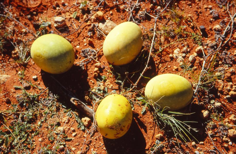 Melonenartige Gewächse liegen wie große Emu-Eier in der Landschaft.