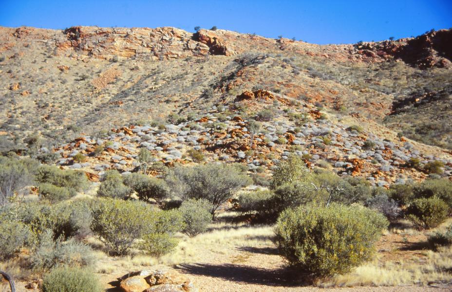 Wüstenflora im Alice Springs Desert Park.