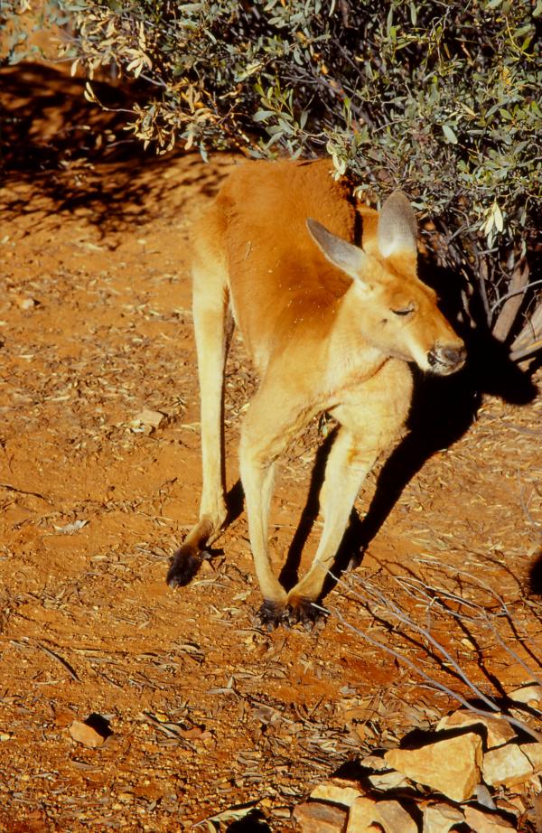 Riesenkängerumännchen