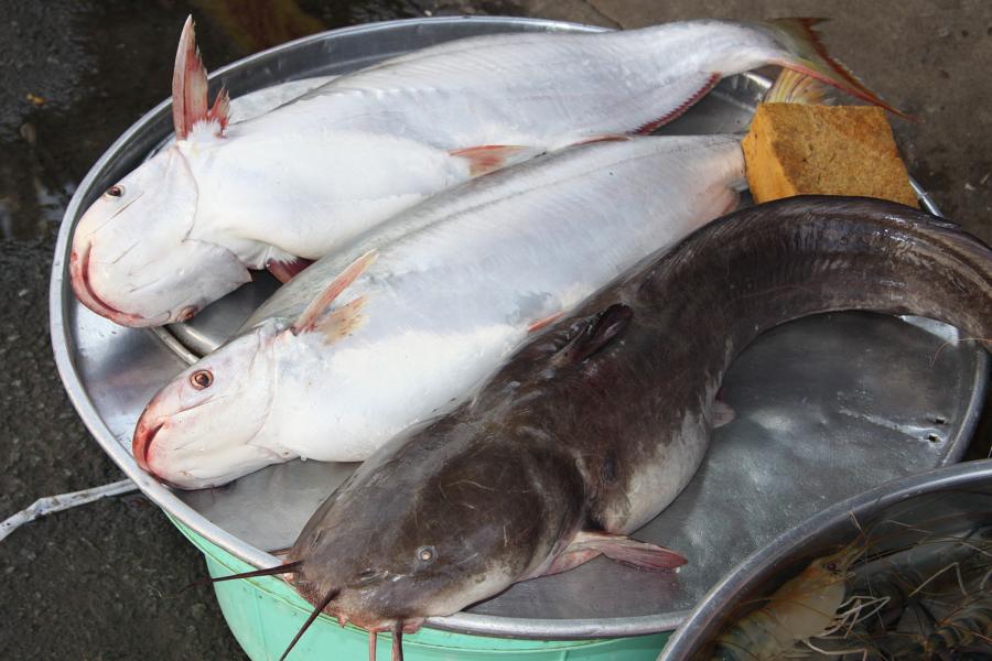 Die Fischhändler haben ihre Mühe, das Angebot mit Eisstücken frisch zu halten. Welse  muss es im Mekong viele geben.