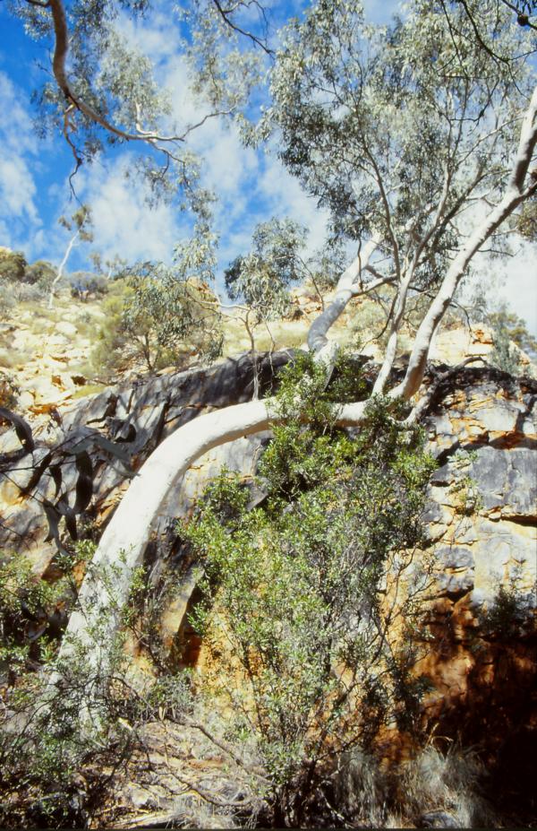 Auf dem Weg zur Standley Chasm.