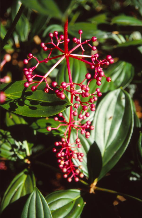 Bot. Garten von Cairns.