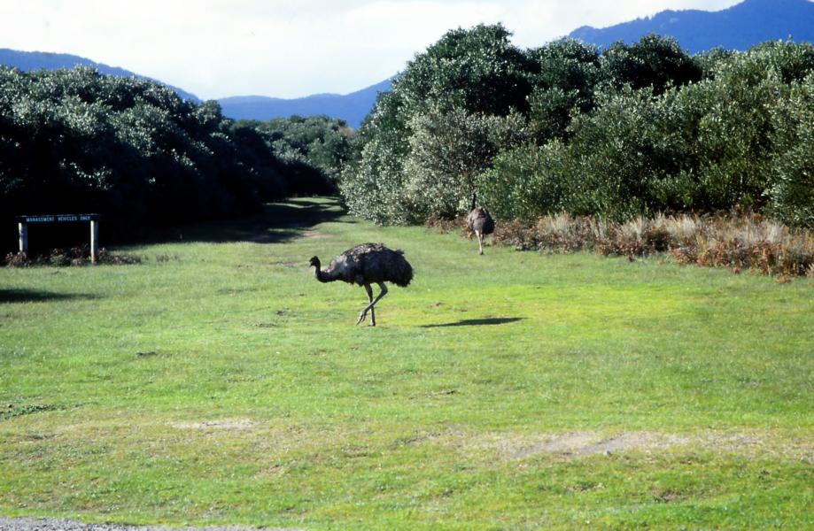 Emus auf Nahrungssuche.