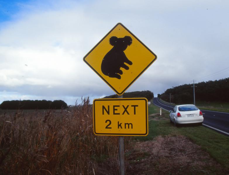 In den noch verbliebenen Restwäldern leben Koalas, die bei der Futtersuche auch Straßen überqueren müssen.