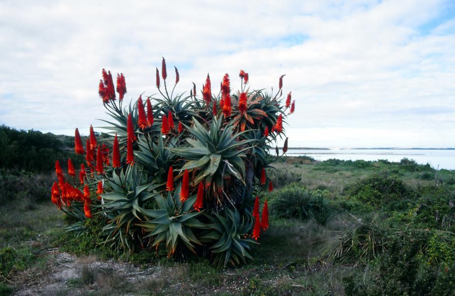 Aloe in voller Blüte!