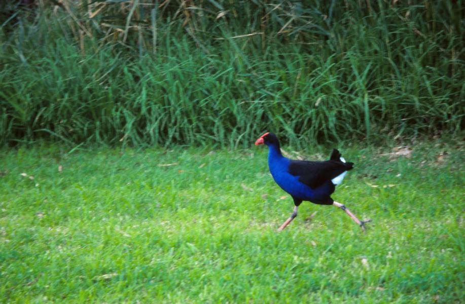 Purpurhuhn