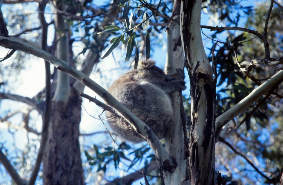 Koala hält Mittagsschlaf.