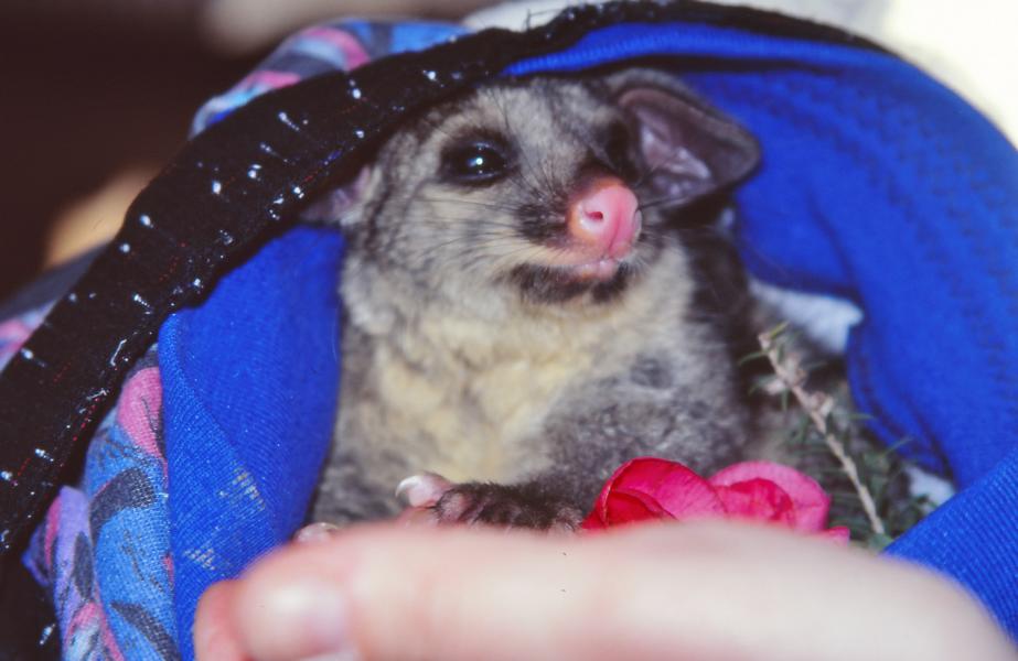 Opossum