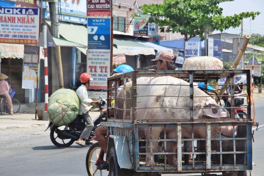 ein ?Moped-Schweinetransporter? zwang uns zum Anhalten.