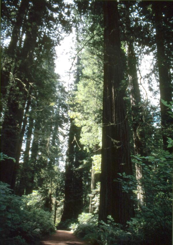 Redwood sind die kleinen Verwandten der Mammutbäume - klein insofern, als sie nicht denselben Basisdurchmesser erreichen wie die im Landesinneren wachsenden Mammutbäume. Dafür aber werden sie höher: Der alles überragende Redwoodbaum im Park mißt 112 m.  Redwood-Wälder bedeckten einst die gesamte kalifornische Küste, bevor man um die Jahrhundertwende begann, die Riesen abzuholzen und kommerziell zu nutzen. Für ihre Rettung machten sich Privatleute und der Staat Kalifornien stark. Stück für Stück wurden Waldteile aufgekauft und als State Parks unter Naturschutz gestellt. Aus dreien dieser State Parks entstand 1968 der Nationalpark, in dem auch Wiederaufforstungsflächen angelegt wurden. Zum Naturschutzgebiet gehört auch ein Küstenstreifen mit sehr reizvollen Wanderwegen. Die Route 101 erschließt Teile dieses Gebiets.