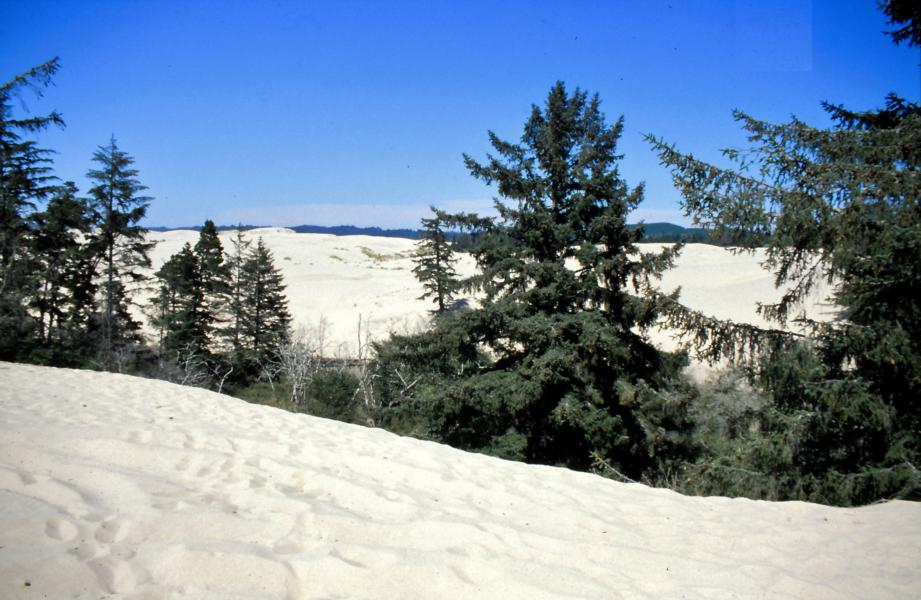 Wenn man in Richtung Norden den Redwood-NP verlässt, kommt man zur Oregon Dunes National Recreation Area. Die umfasst einen Dünengürtel an der Pazifikküste im US-Staat Oregon. Das Gebiet ist 130 Quadratkilometer groß. Die höchste Erhebung misst 150 Meter.