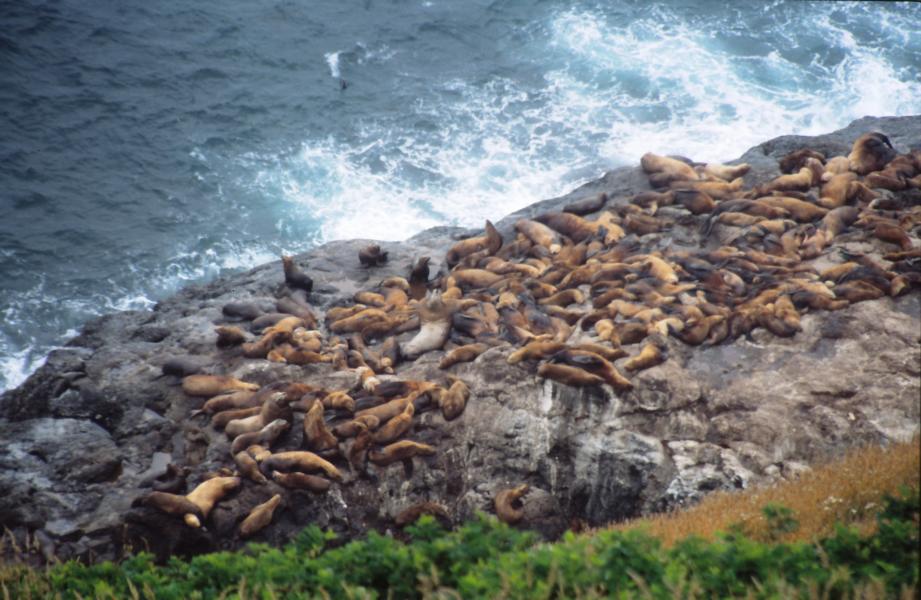 Unsere nächste Station war Seal Rock. Hier gibt es Felsformationen, die u.a. der Lebensraum von Seelöwen sind. 