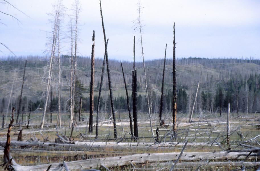 Verkohlte Baumstämme. die an den Großbrand 1988 erinnern.