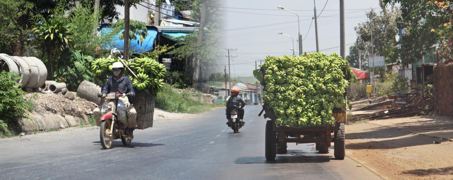 Im tropischen Südvietnam wachsen die verschiedensten Bananenarten. Wer eine kleine Plantage sein Eigentum nennt, transportiert die Früchte zu Zwischenhändlern, die in den einzelnen Ortschaften existieren. 