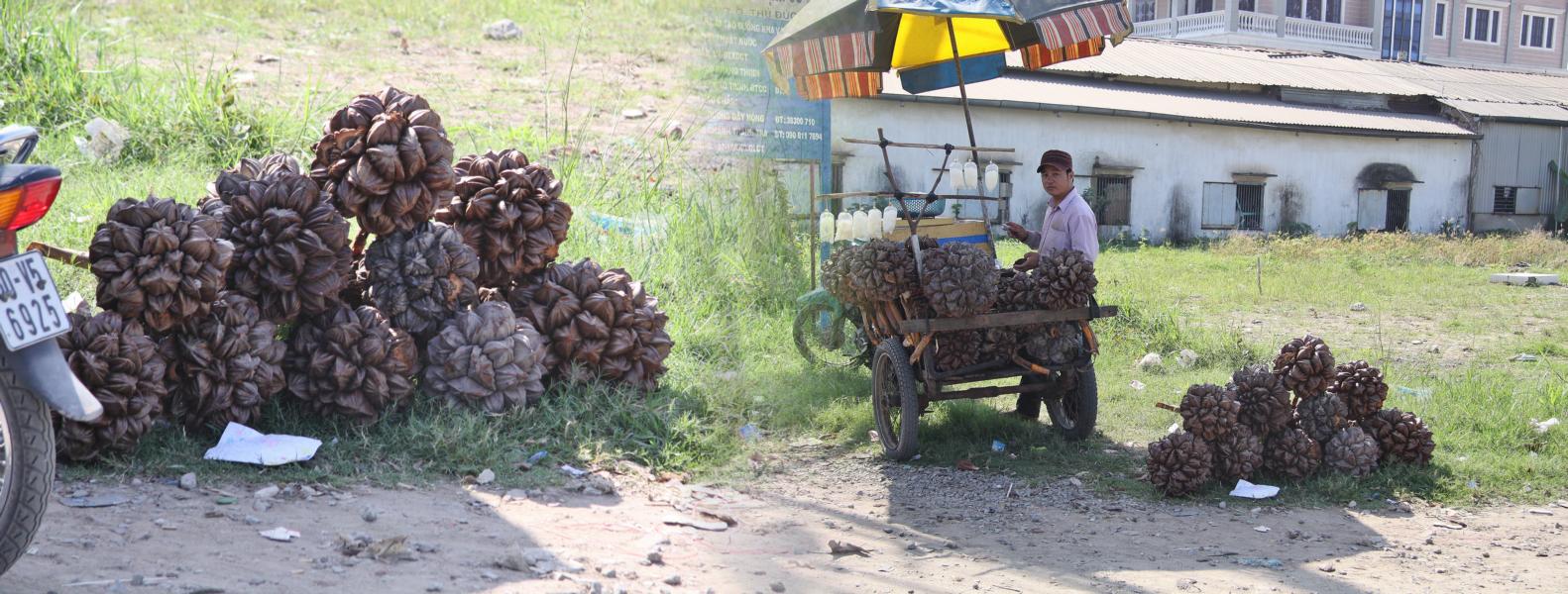 Dieser Händler hat es geschafft, die riesigen Wassernüsse an den Straßenrand zu bringen, um sie zu verkaufen.