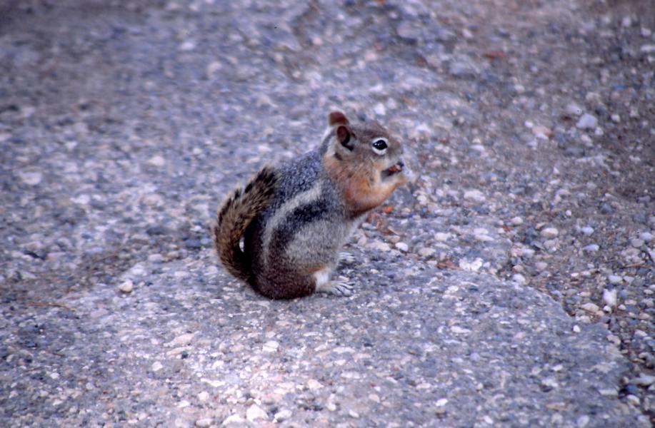 Streifenhörnchen