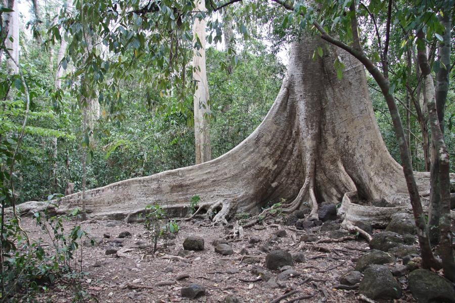 Noch stehen in den Dschungelgebieten Süd-Vietnams solche Baumriesen, jedoch schreitet deren Rodung immer mehr voran, sagte man uns. 