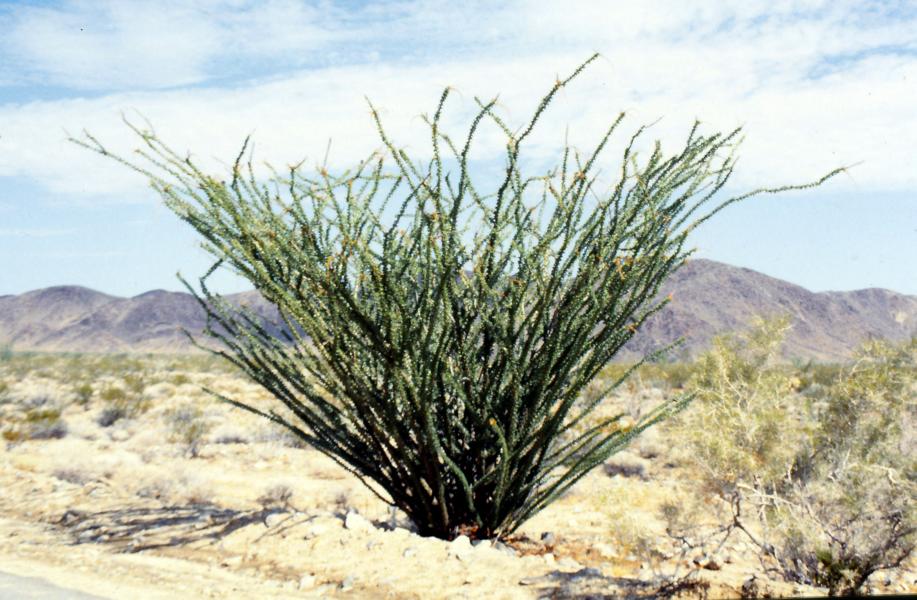 Joshua-Tree-Nationalpark 
