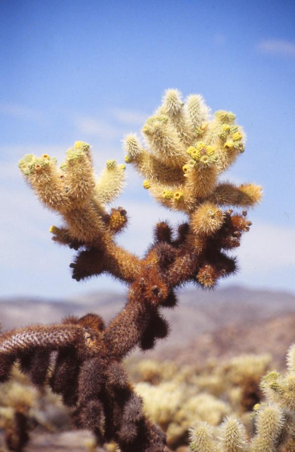 Cholla-Kakteen im Joshua-Tree-Nationalpark.