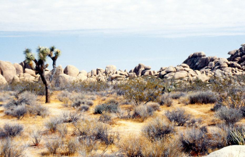 Joshua-Tree-Nationalpark 
