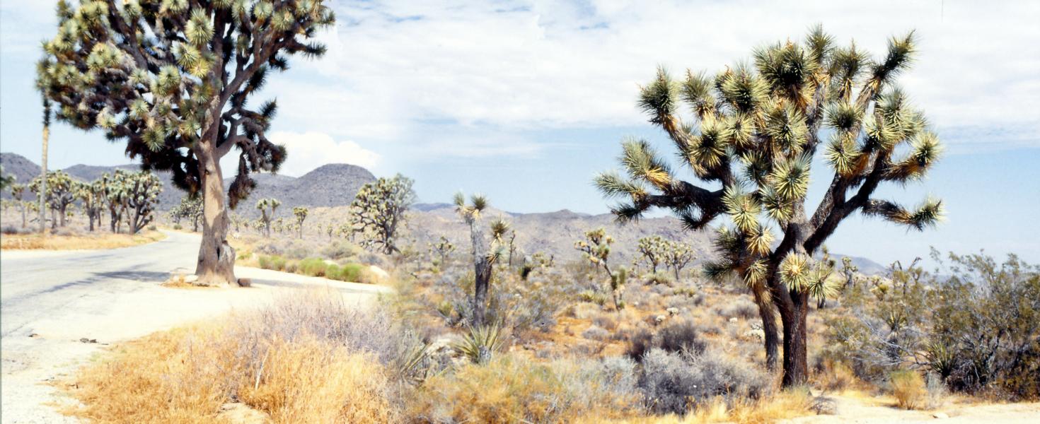 Joshua-Tree-Nationalpark 