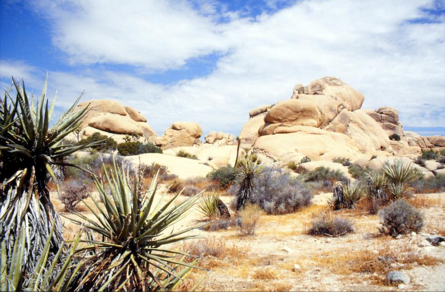 Joshua-Tree-Nationalpark 