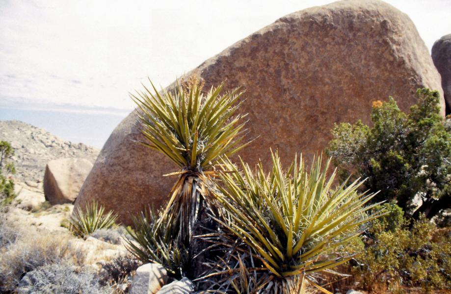 Joshua-Tree-Nationalpark 