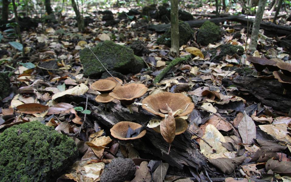  Zersetzung von abgestorbenen Holzteilen durch Pilze.