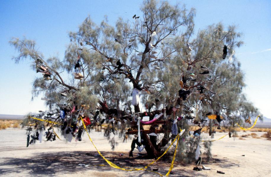 Vor dem kleinen Wüstenort Essex sammlete ein Einwohner alle Gegenstände, die Reisende verloren und hing diese in einen Baum.