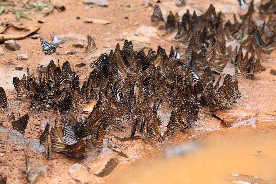 Massenansammlungen von Tigerschmetterlingen. 