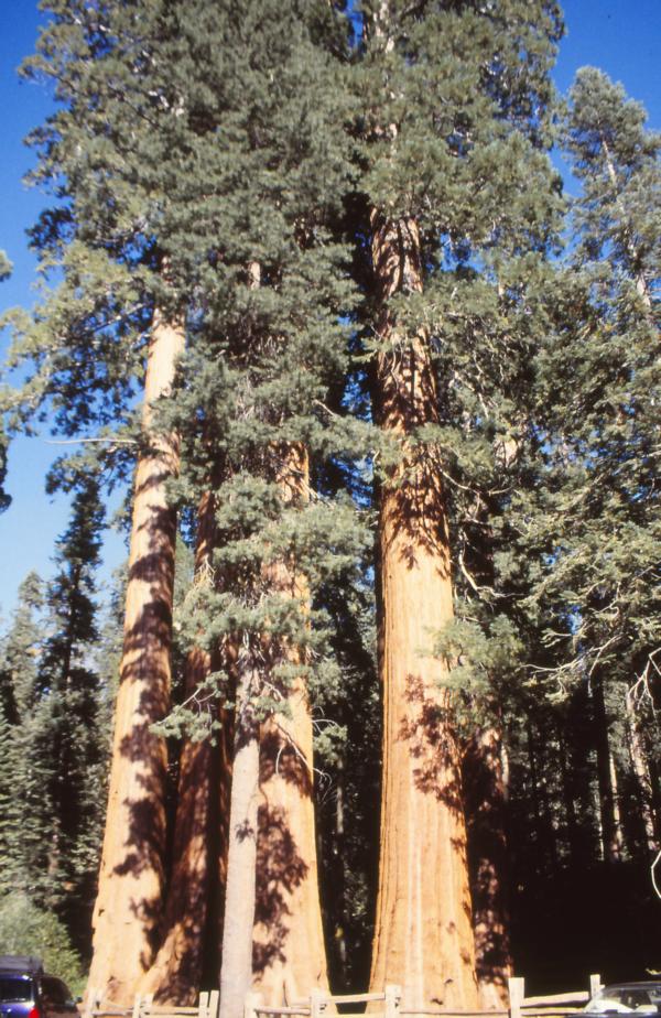 Die Mammutbäume widerstehen den Waldbränden.