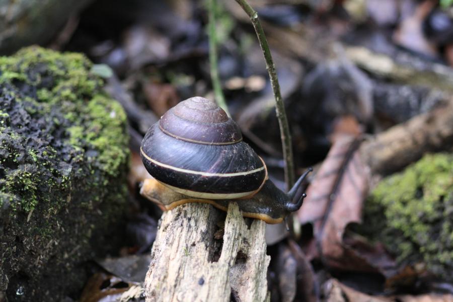 Handtellergroße Gehäuseschnecken krochen auf dem feuchten Waldboden.