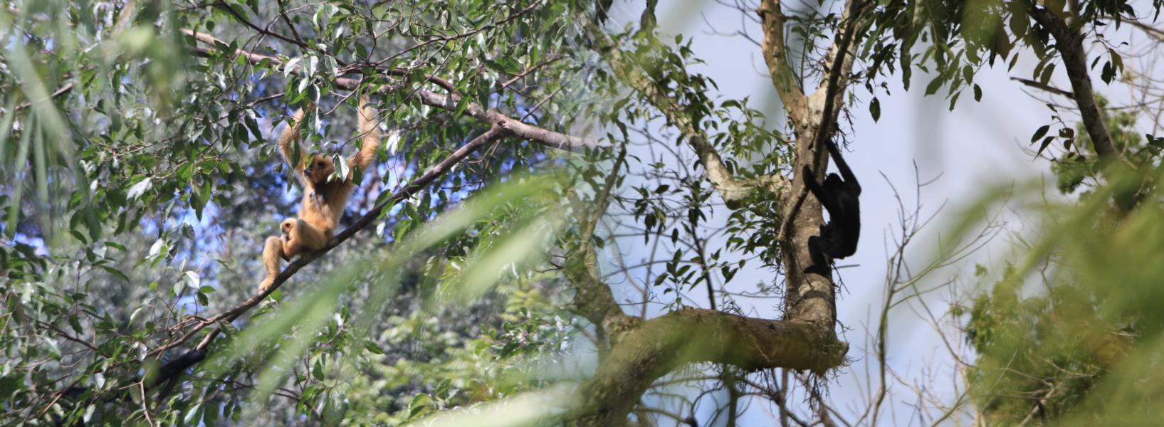 Wir hatten großes Glück, den Morgengesang der Gibbons life mitzuerleben. Wahnsinn, wie die Tierlaute durch den Dschungel dringen! Männchen (schwarz) und Weibchen (goldfarben) finden nach dem Gesang zusammen und bleiben längere Zeit auf Sichtkontakt. Erst beim genaueren Hinsehen erblickten wir das Jungtier, das sich im Fell der Mutter festkrallte.