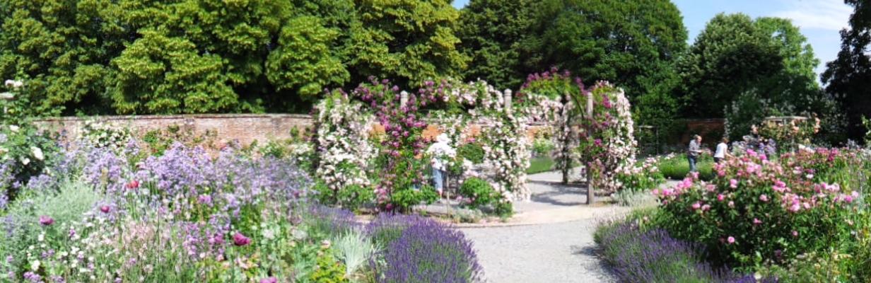 Rosengarten in Mottisfont.
