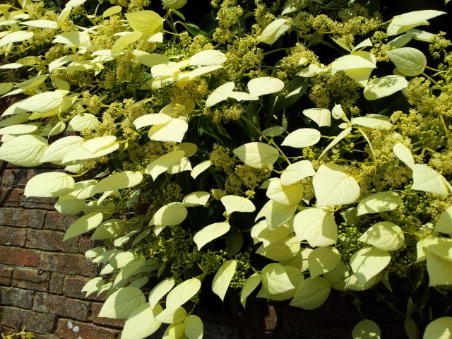 Kletterhortensie