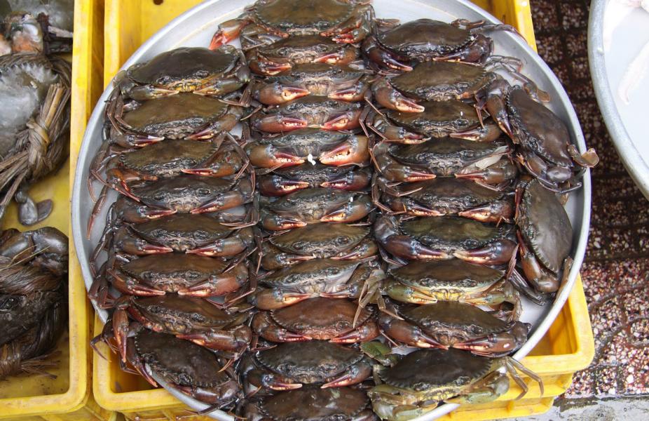 Bereits getötete Krabben  wurden in Schalen präzise geordnet angeboten. Noch lebende Exemplare gab es auch gefesselt zu kaufen.