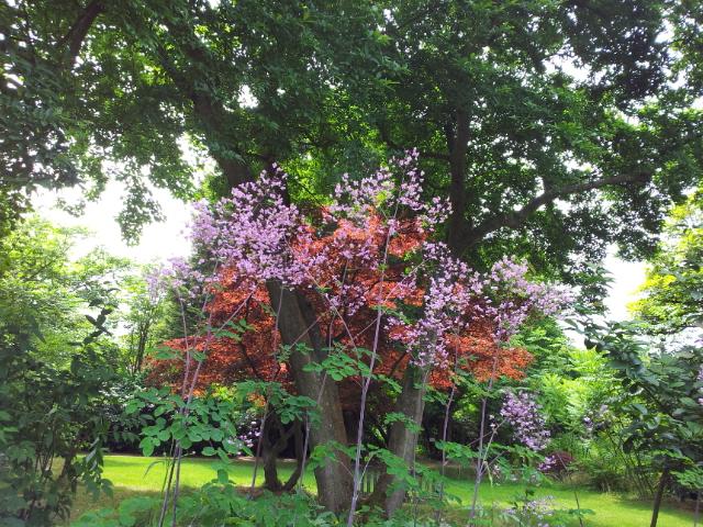 Rundgang im Nymans Garden.
