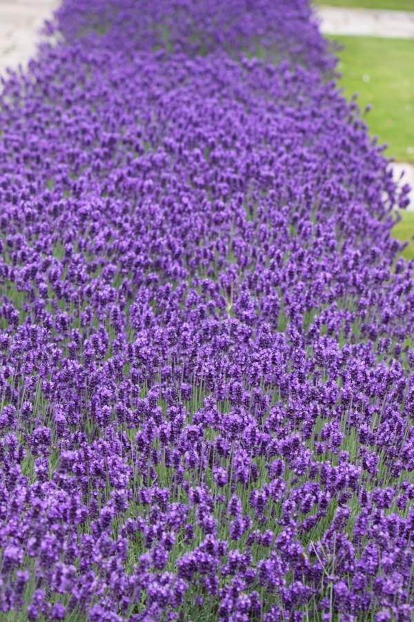 Rundgang im Nymans Garden.