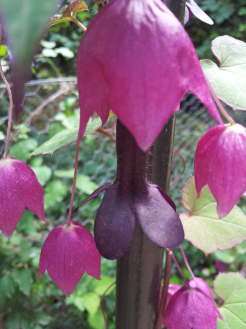 Rundgang im Nymans Garden.