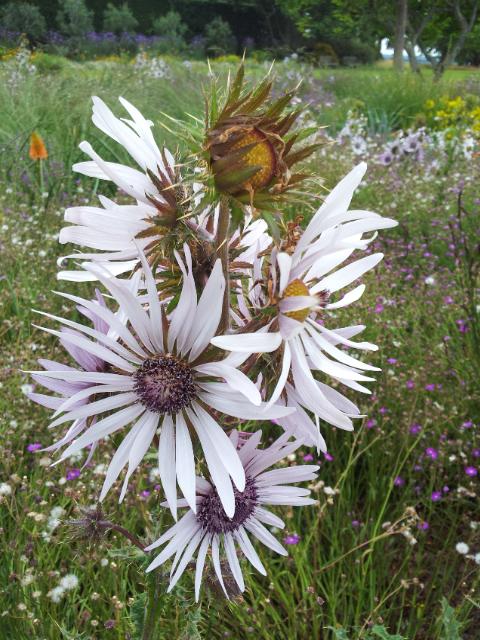 Rundgang im Nymans Garden.