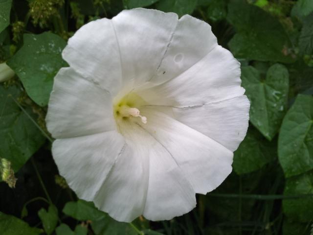 Rundgang im Nymans Garden.