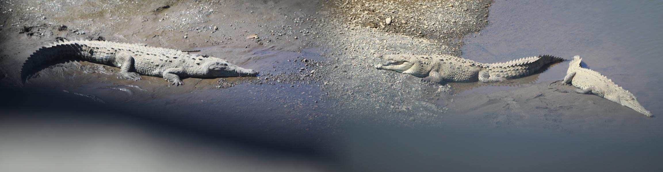 Auf Schlammbänken ruhten Krokodile.