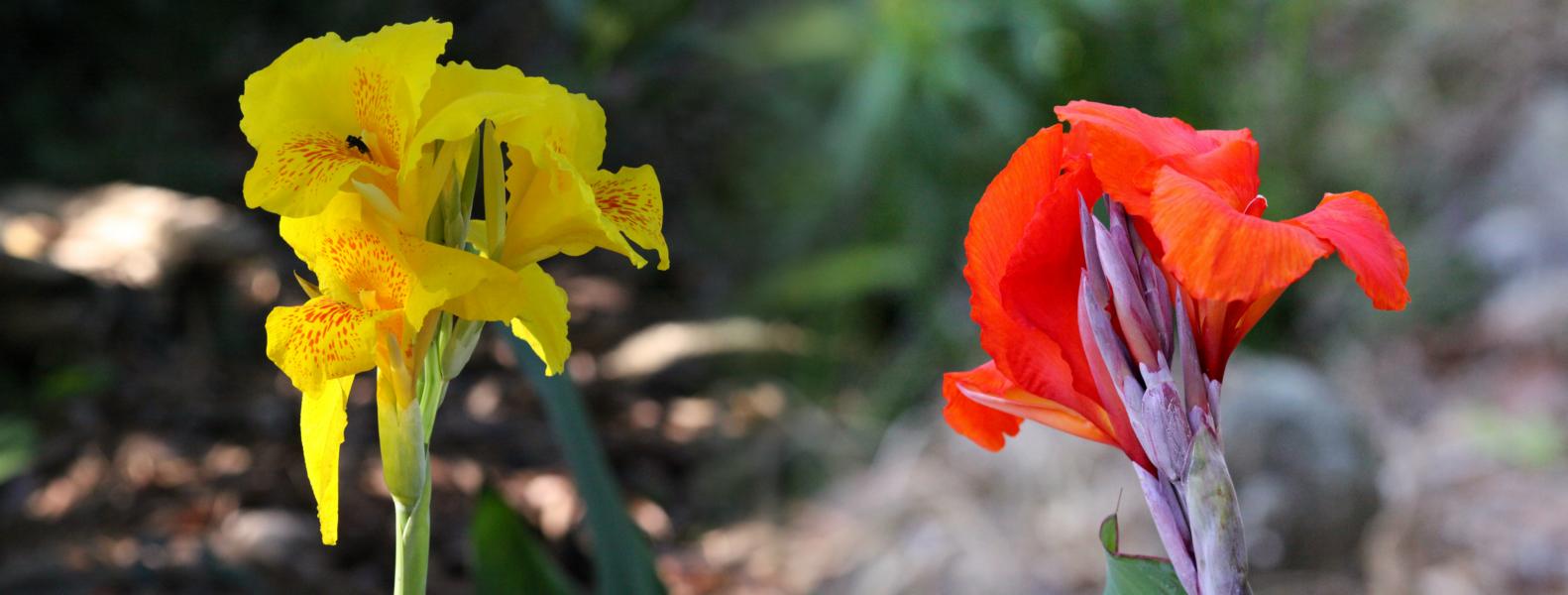 Cannablüten